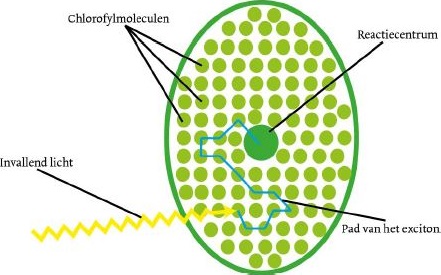 fotosynthese
