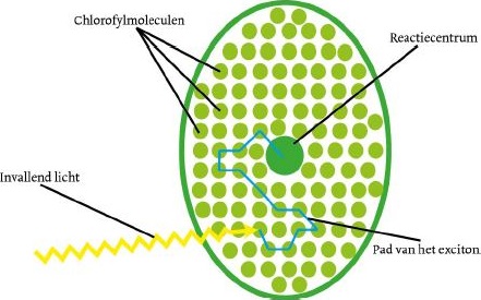 fotosynthese