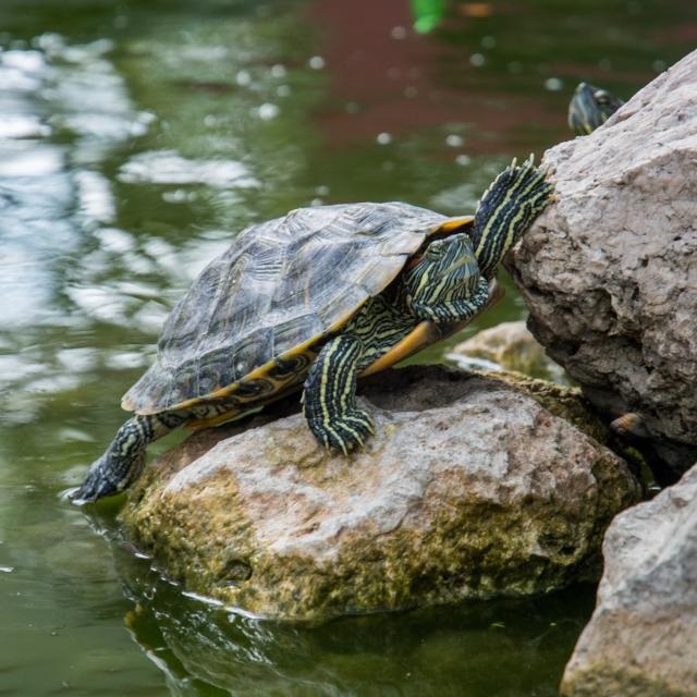 schildpad_sq.jpg