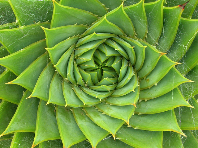 fibonacci.jpg