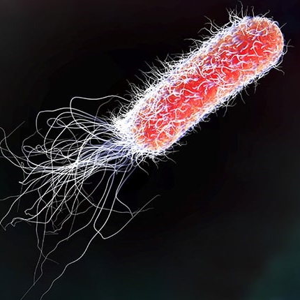 ecoli_sq.jpg