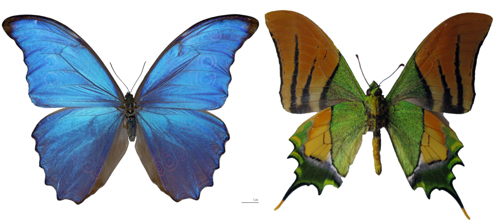 Twee vlinders