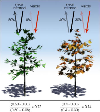 Gezonde vs groene bomen