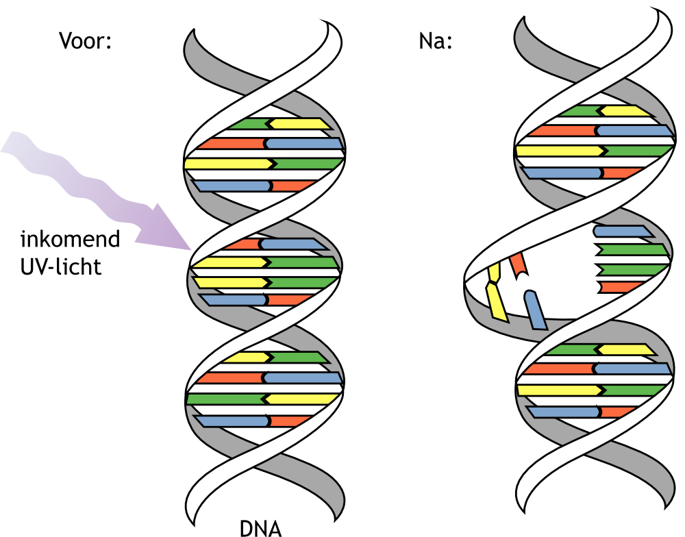 DNA-mutaties