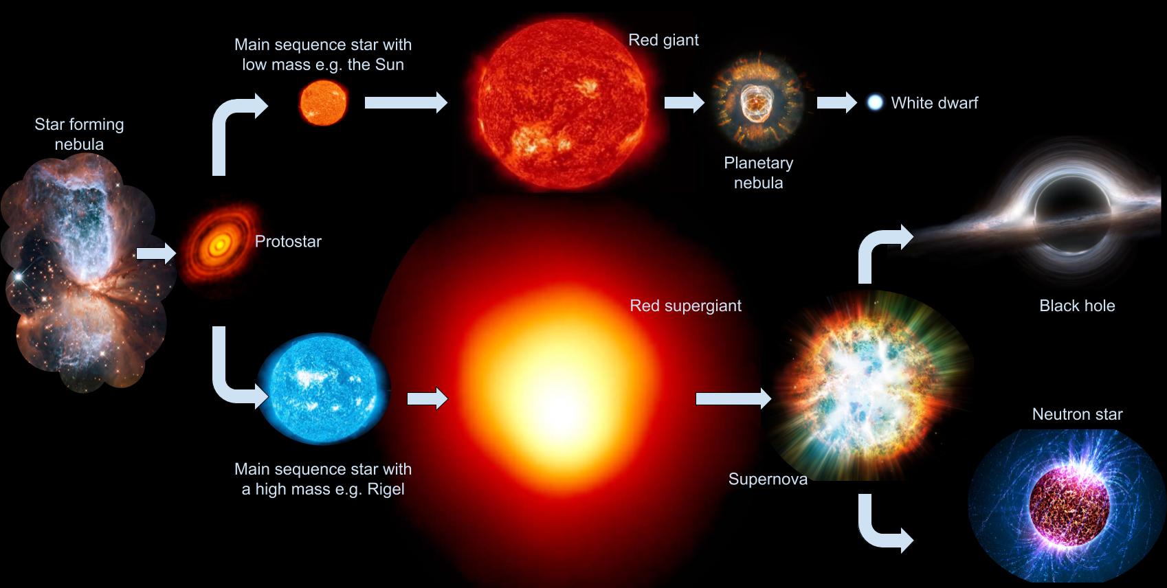 De levensloop van een ster hangt af van hoeveel massa hij bevat. Verreweg de meeste sterren beginnen als dwergster en eindigen hun leven als witte dwerg. Zwaardere protosterren beginnen als superreuzen, en eindigen na een supernova als neutronenster of een zwart gat. 