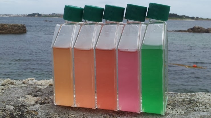 Vijf flesjes op een rij, met gele, oranje, rode, roze en groene monsters van blauwalgen