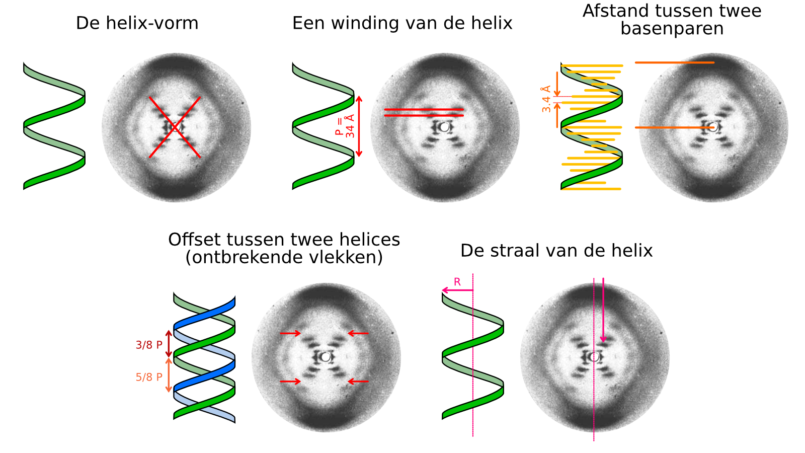 Alle vlekken in Foto 51 komen door de structuur van DNA. De helix veroorzaakt de X in het midden, de pieken het dichtst bij het midden geven aan hoe groot een winding van de helix is, de buitenste pieken geven de afstand tussen basenparen aan, de missende piek komt door de verschuiving tussen de twee helices, en de straal van de helix veroorzaakt de horizontale verschuiving van de pieken. 