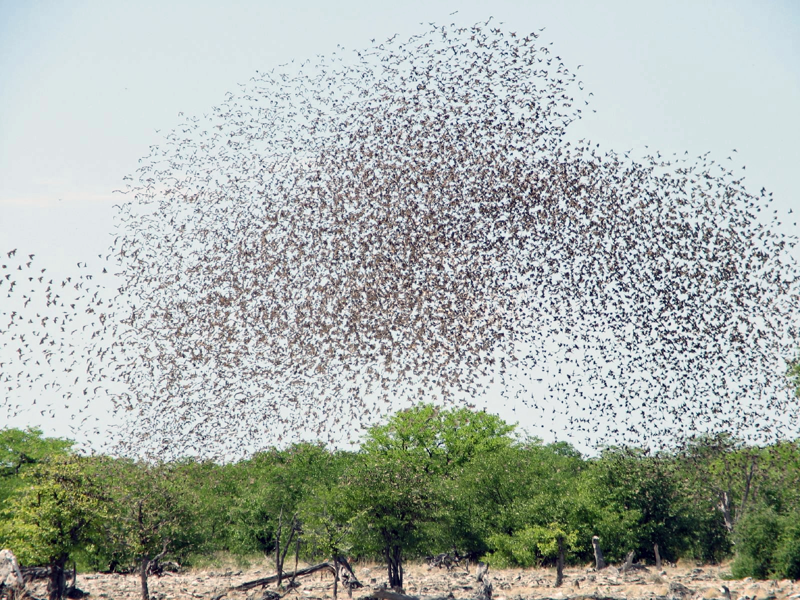 Zwerm vogels