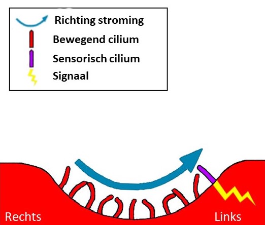 mechanosensing