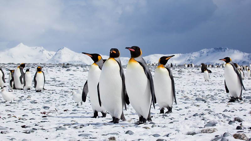 pinguins