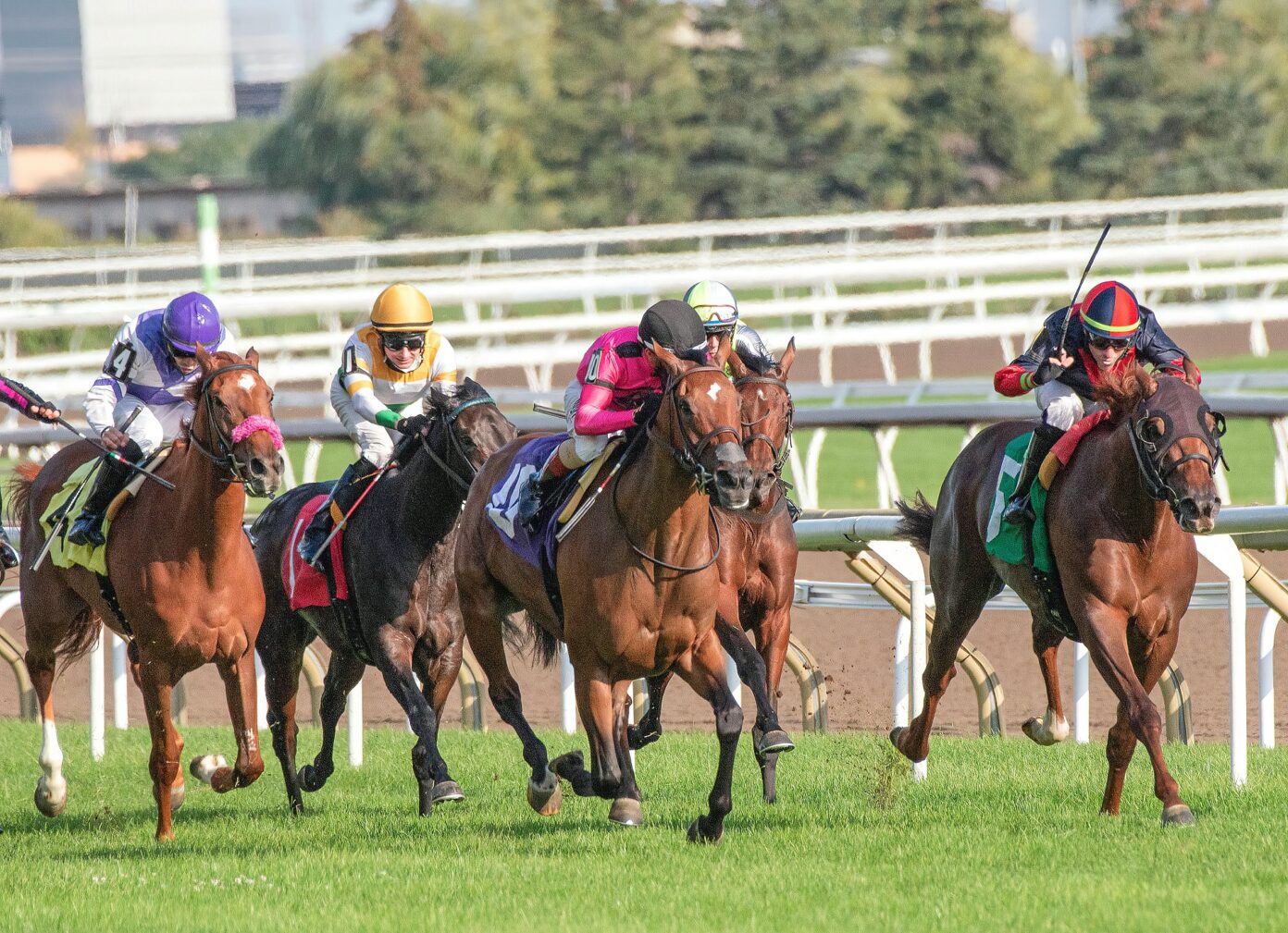 paardenrace