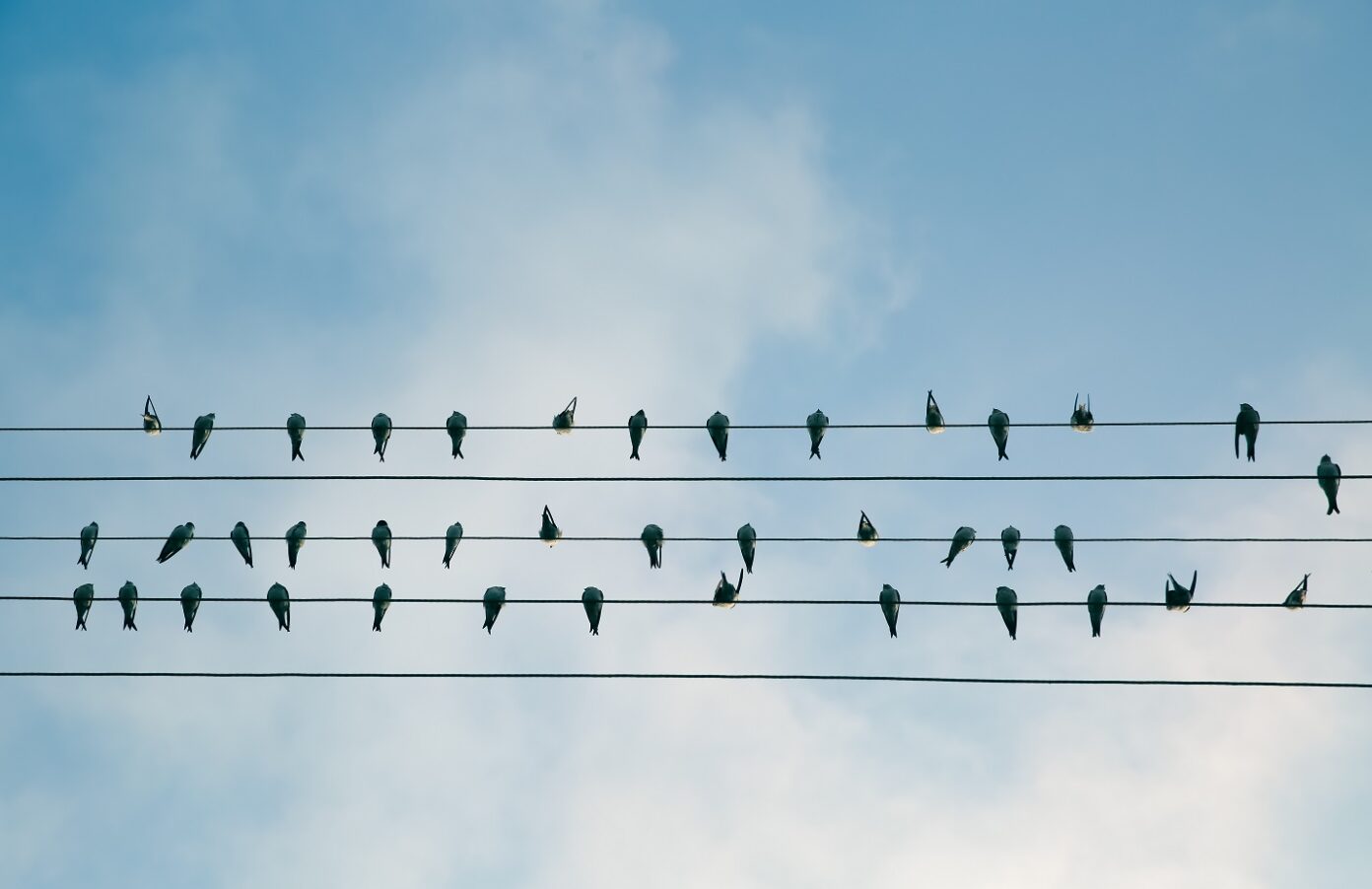vogels