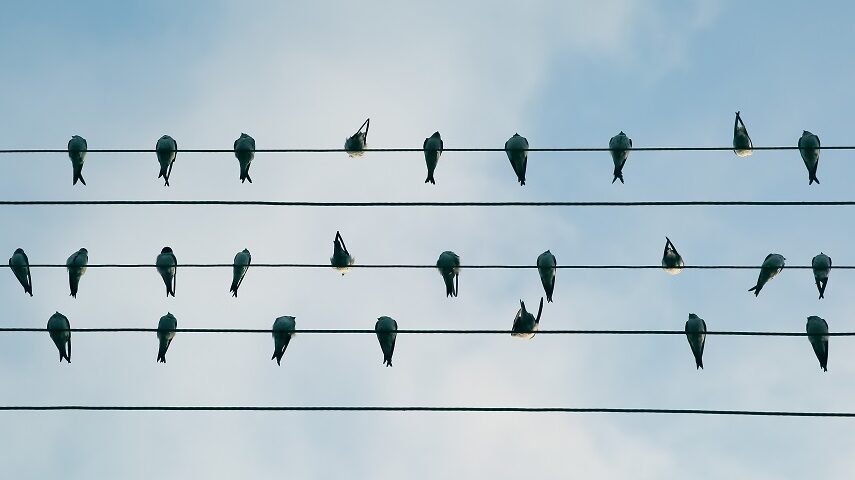 vogels