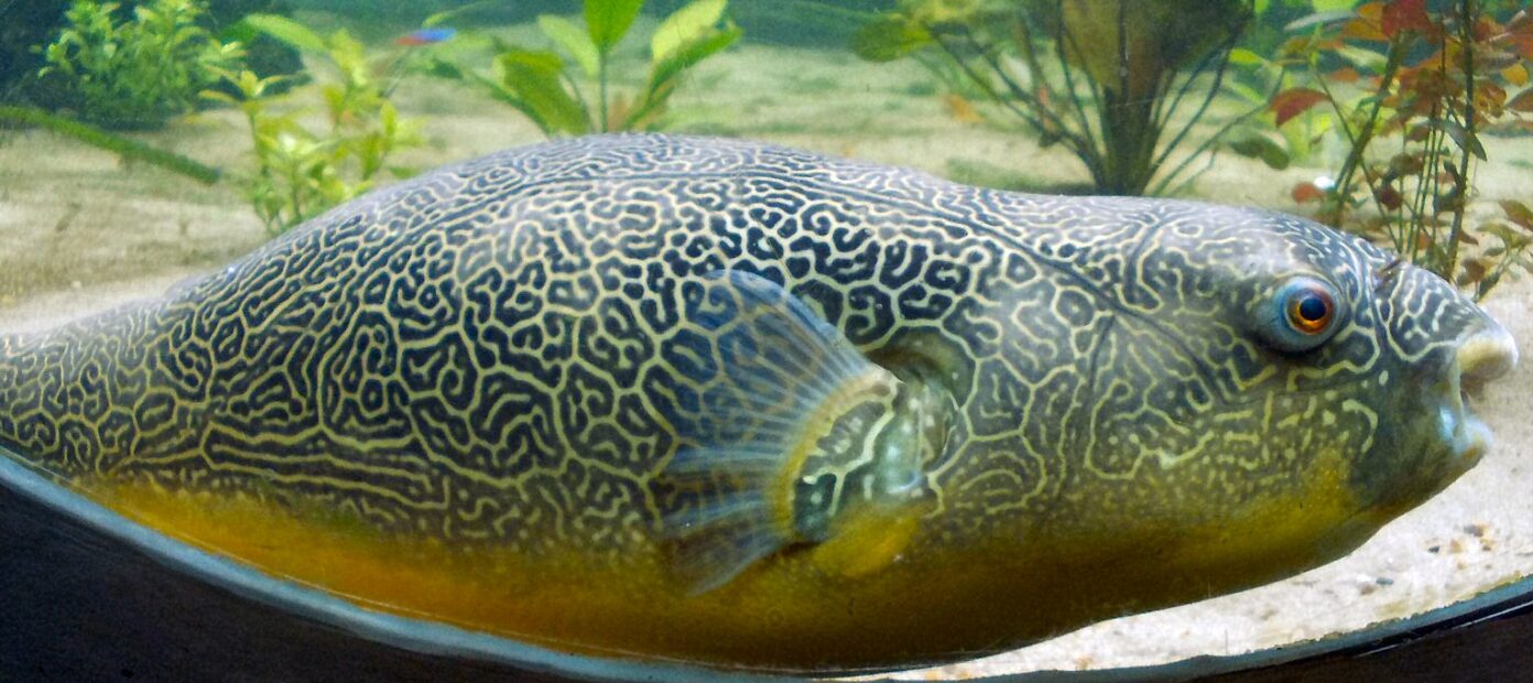 puffer fish