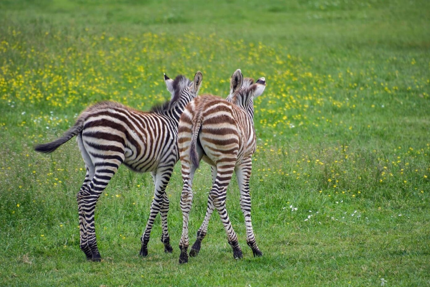 zebra's