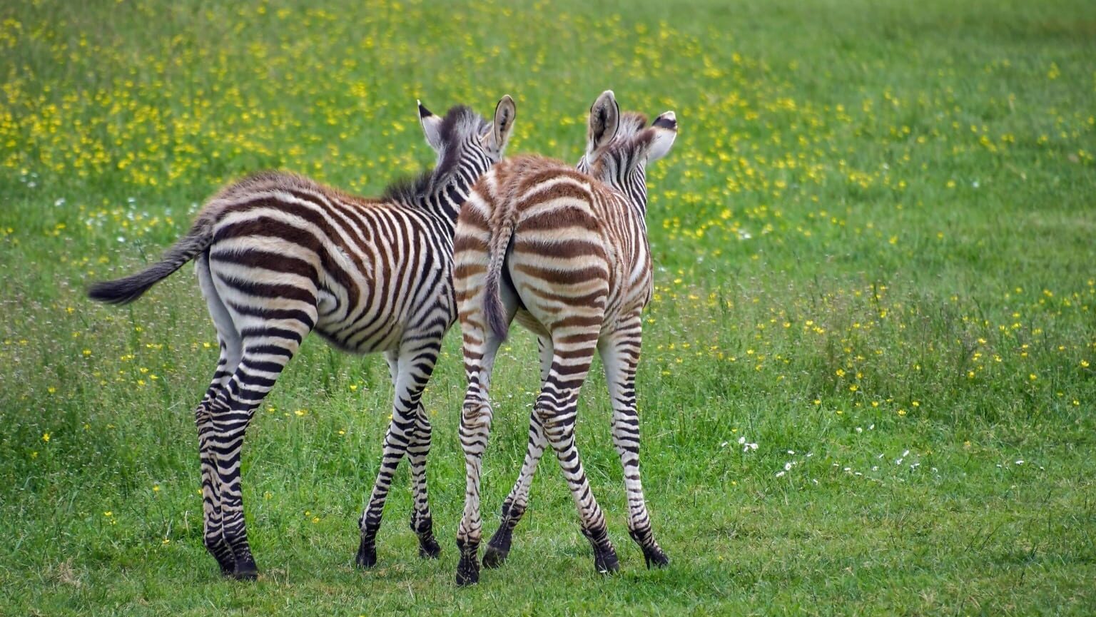 zebra's