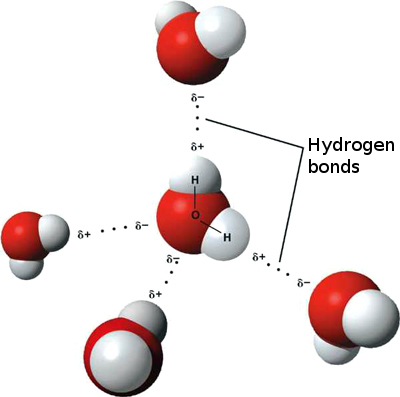 water moleule
