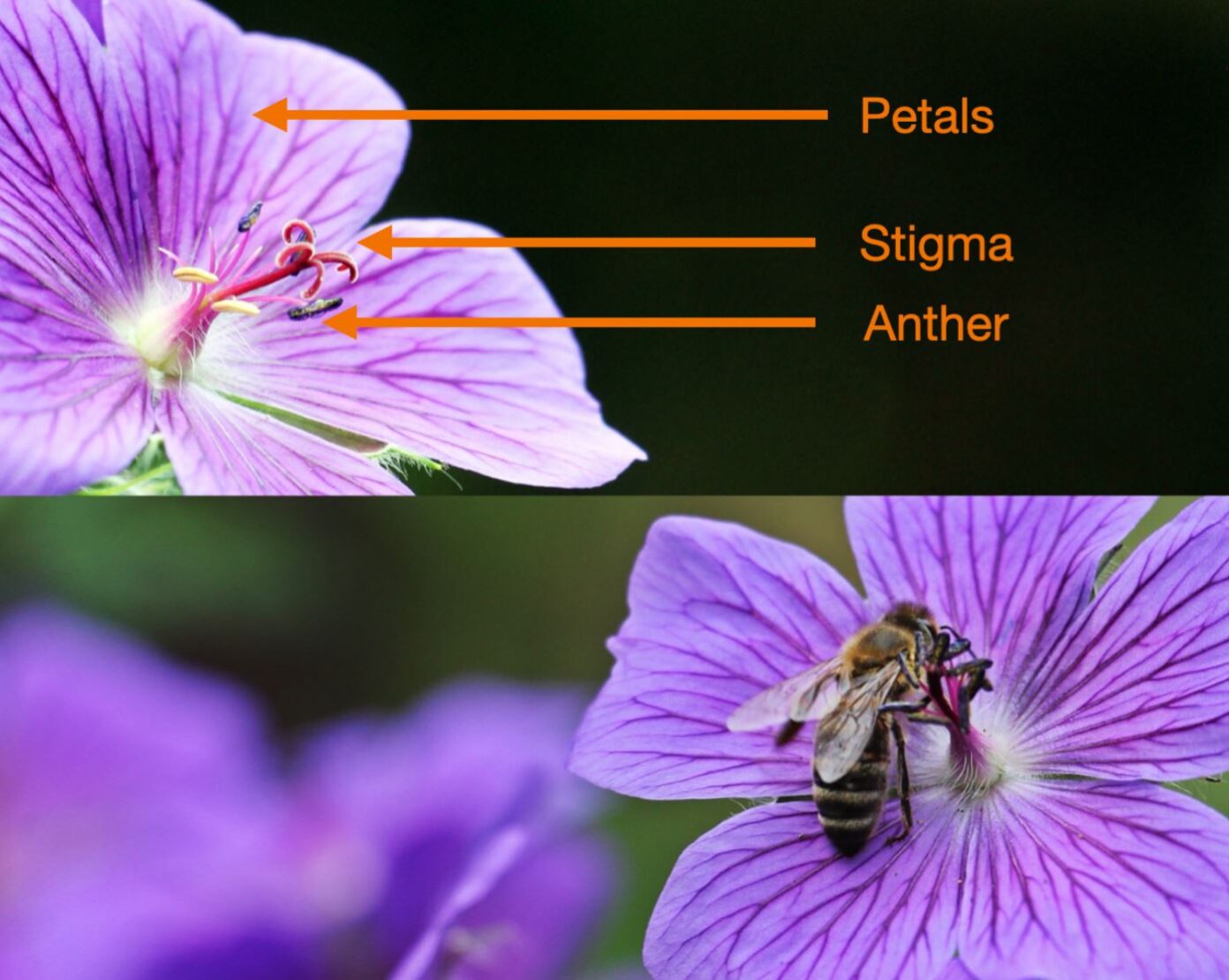 bloemetjes en bijtjes