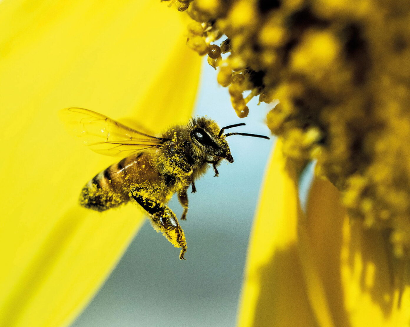 mechanosensory hairs