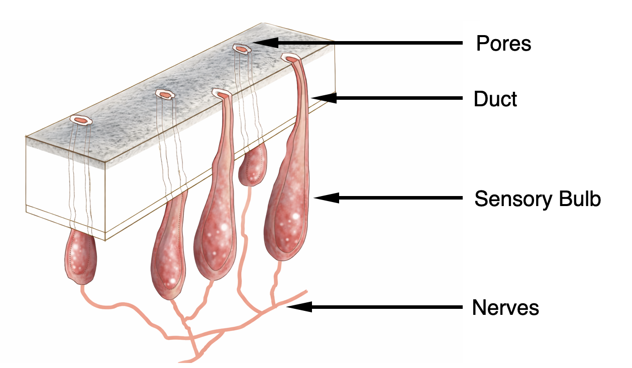 ampullae of Lorenzini