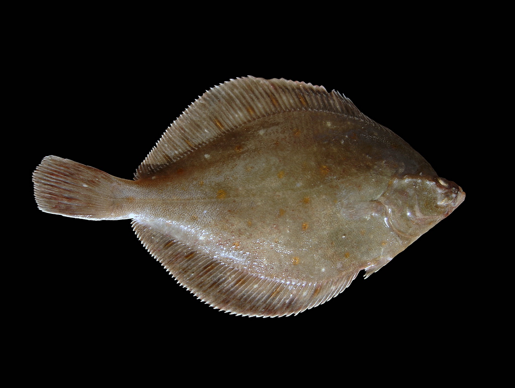 plaice