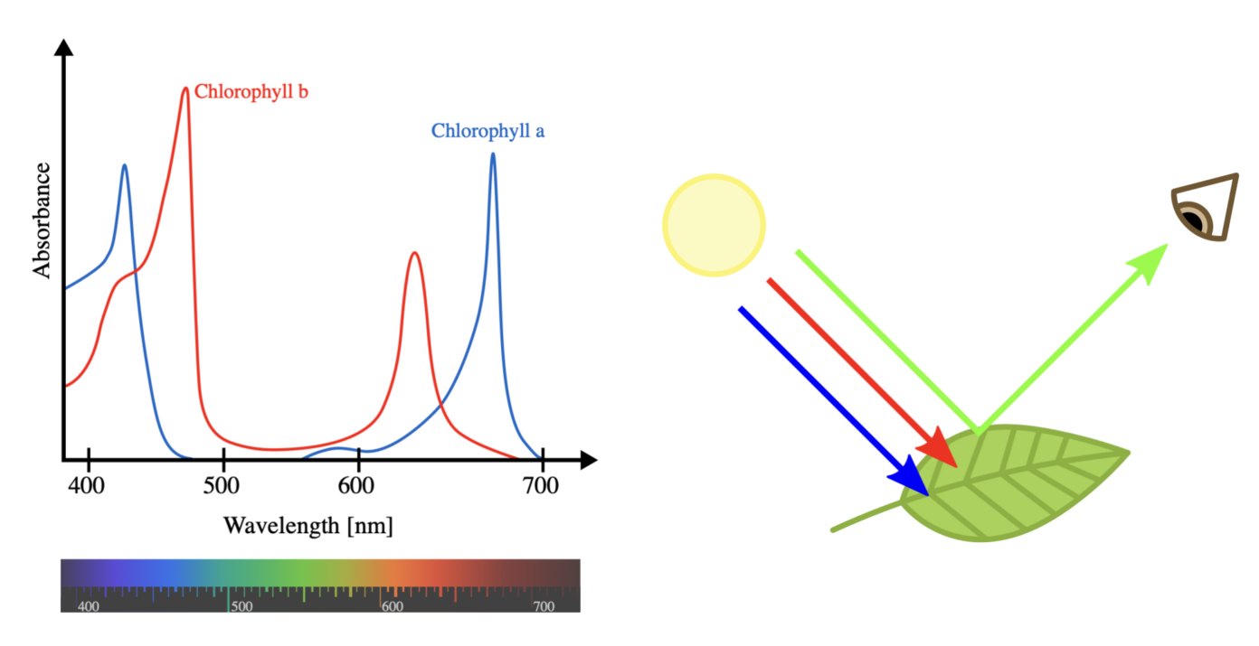 fotosynthese
