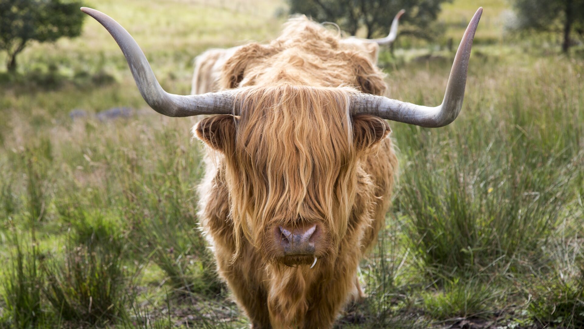 hooglander