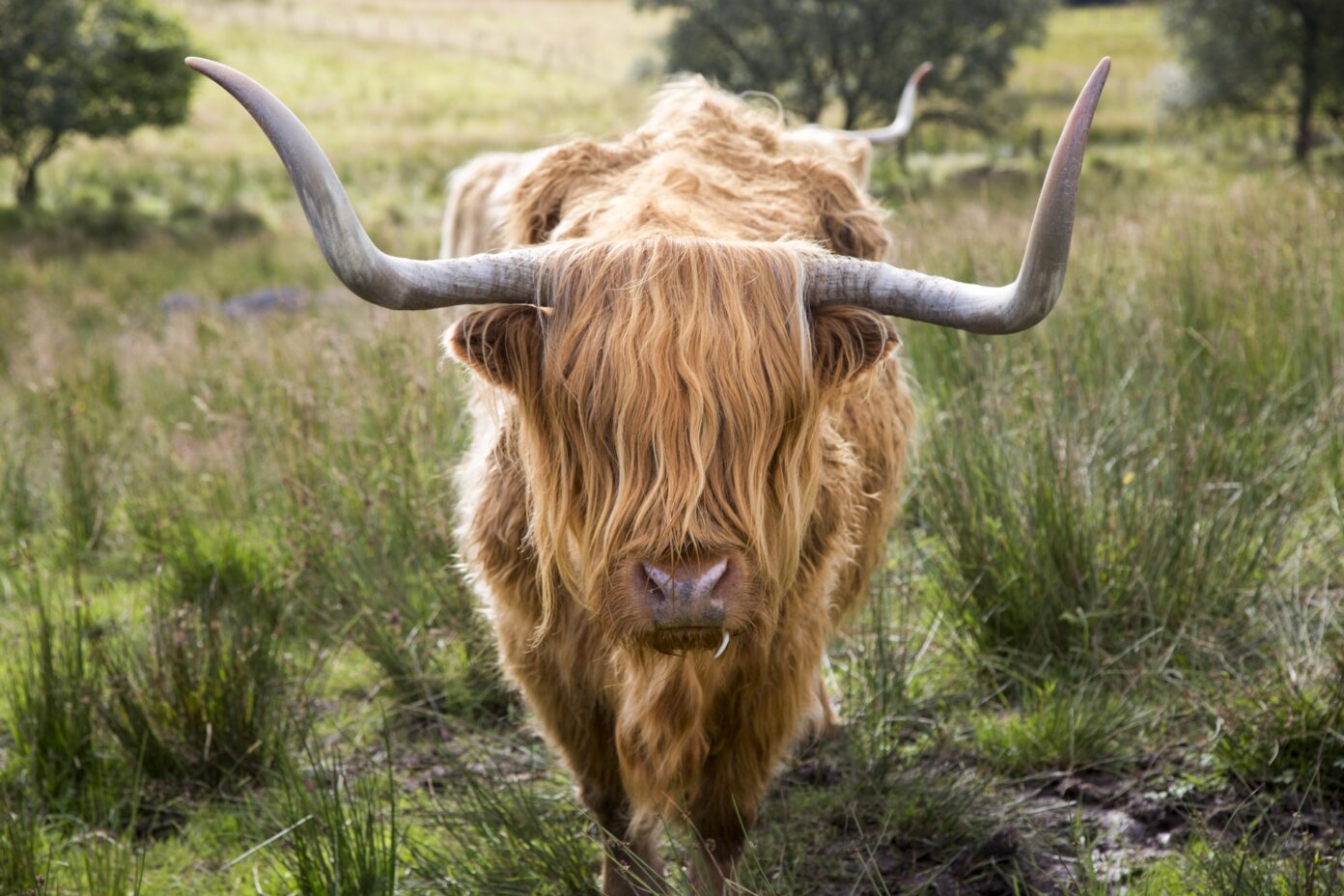 Schotse Hooglander
