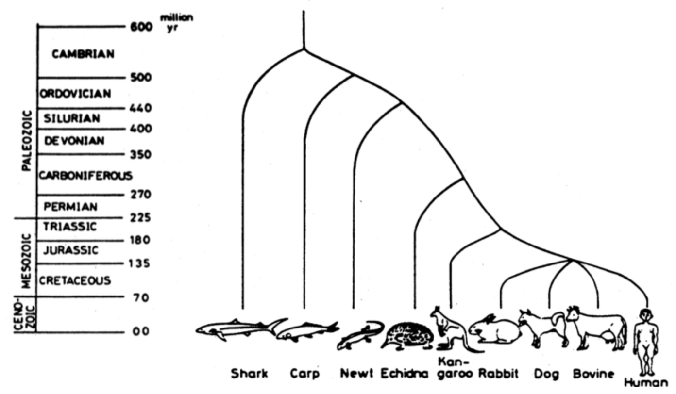 phylogenetic tree