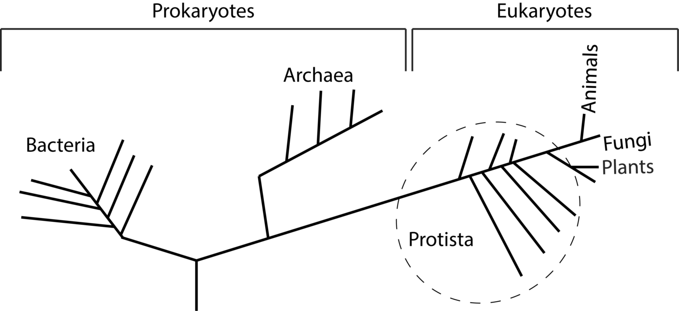 genetic tree
